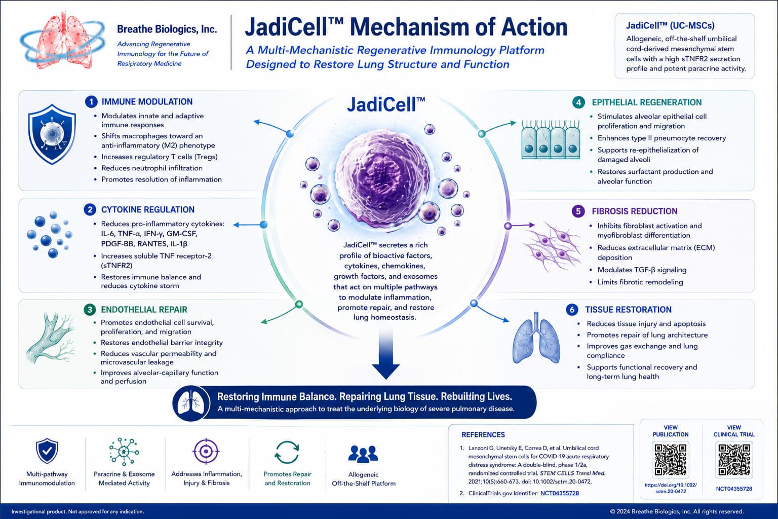JadiCell proposed mechanism of action showing immune modulation, cytokine regulation, endothelial repair, epithelial regeneration, fibrosis reduction and tissue restoration.